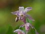 Epimedium young. Roseum3